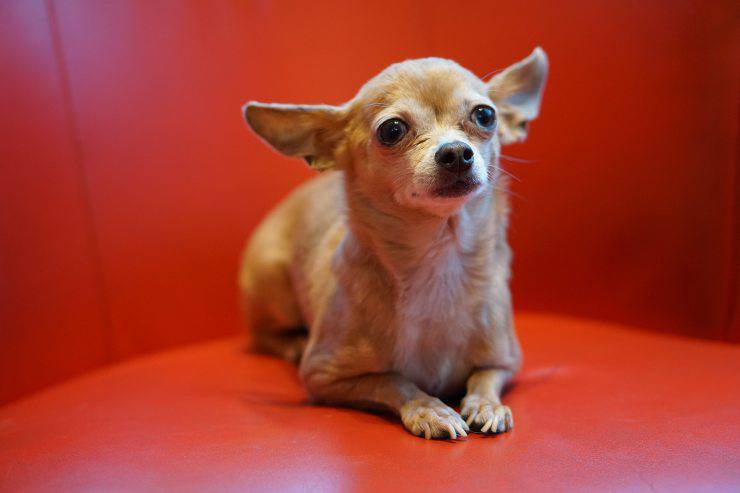 Adottare un chihuahua