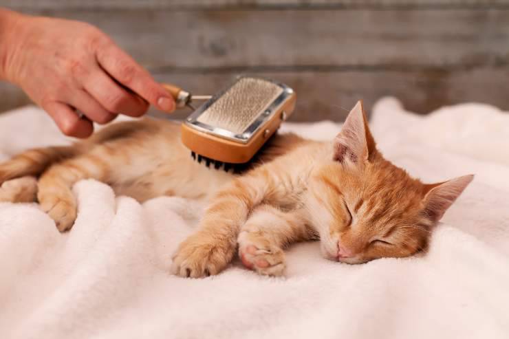 spazzolare il felino