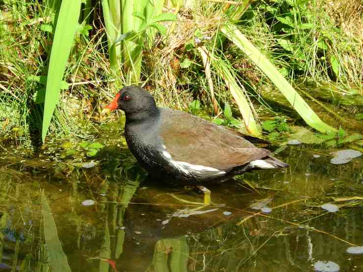 Rallide in acqua