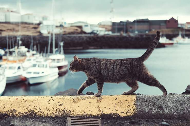 Il gatto scappa
