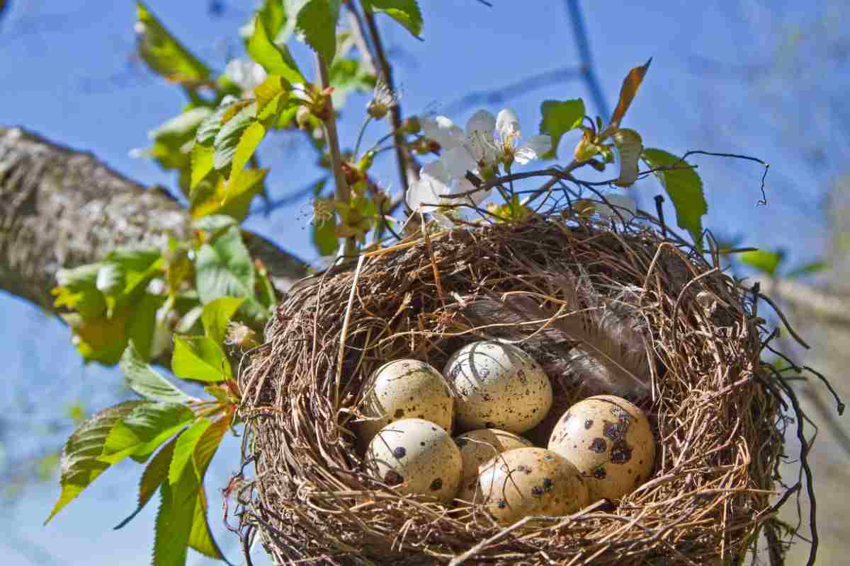 uova in un nido su un albero