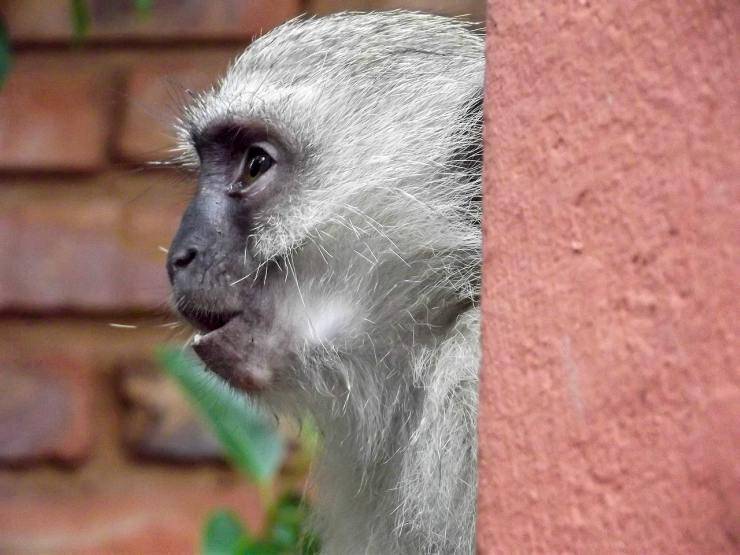 Primate