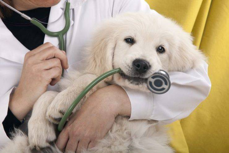 Prendere la temperatura al cane