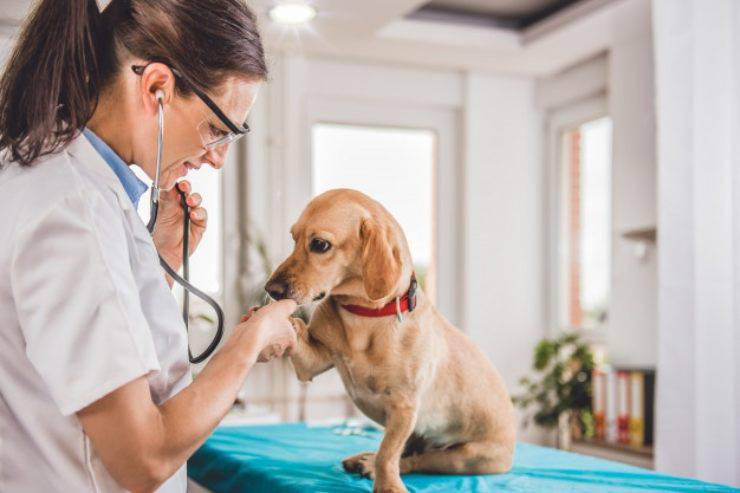 Prendere la temperatura al cane