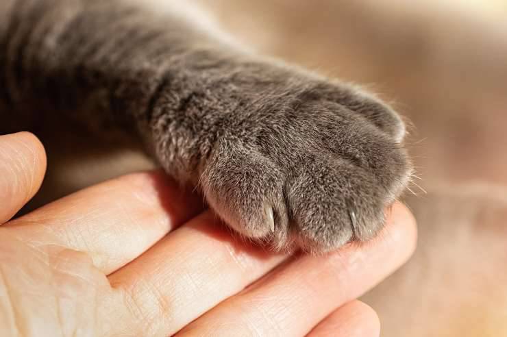 zampe gatto
