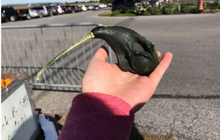 animali scherzi