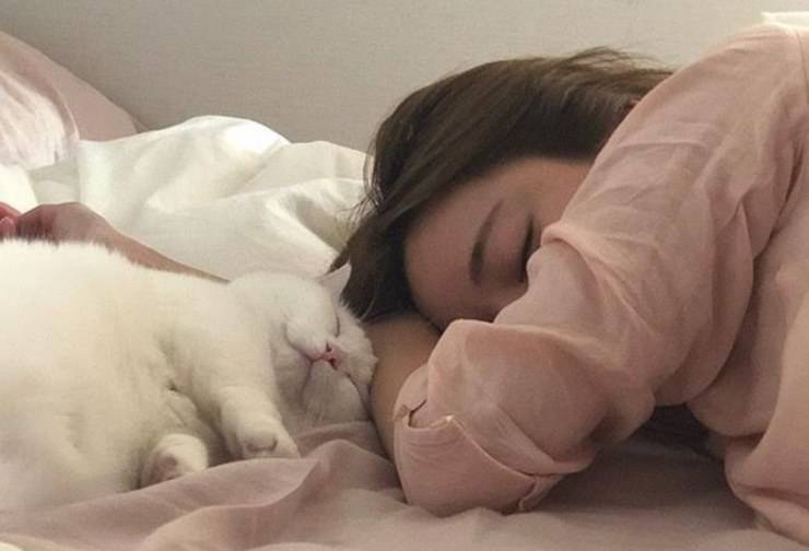 Come dorme il nostro gatto: le varie posizioni e cosa significano