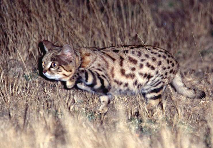 Gatto dai piedi neri