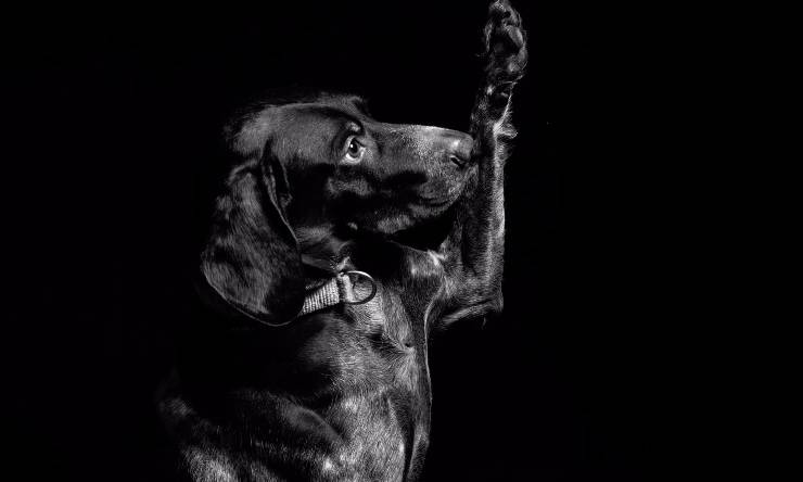 cane da la zampa senza comando