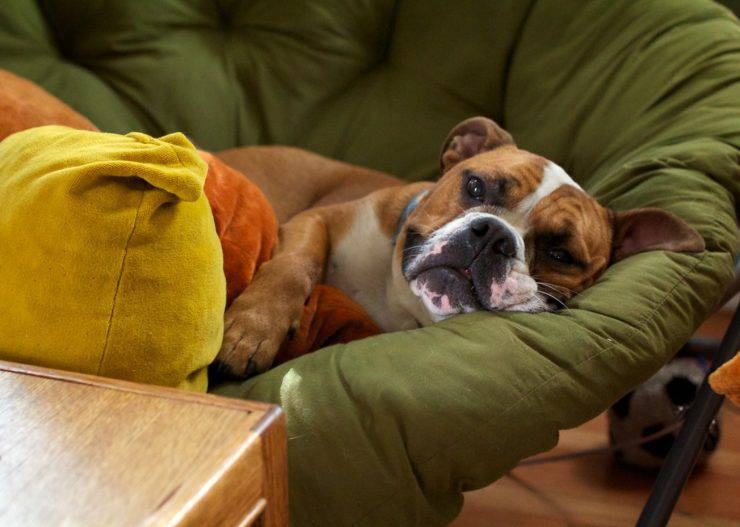 Come riconoscere la colite nel cane e come intervenire per curarla