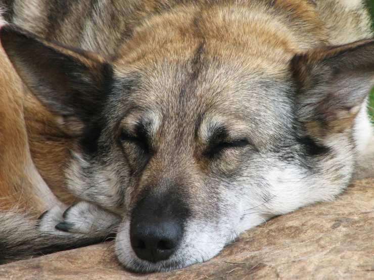 Perché il cane agita le zampe nel sonno