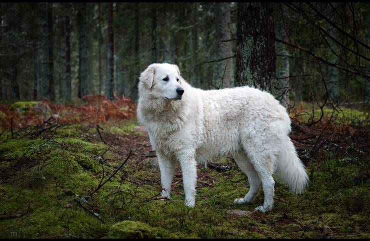 Kuvasz
