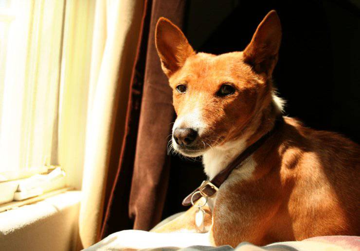 cani che non abbaiano in appartamento basenji
