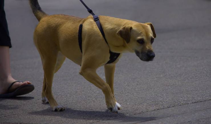Scegliere il guinzaglio giusto per il cane