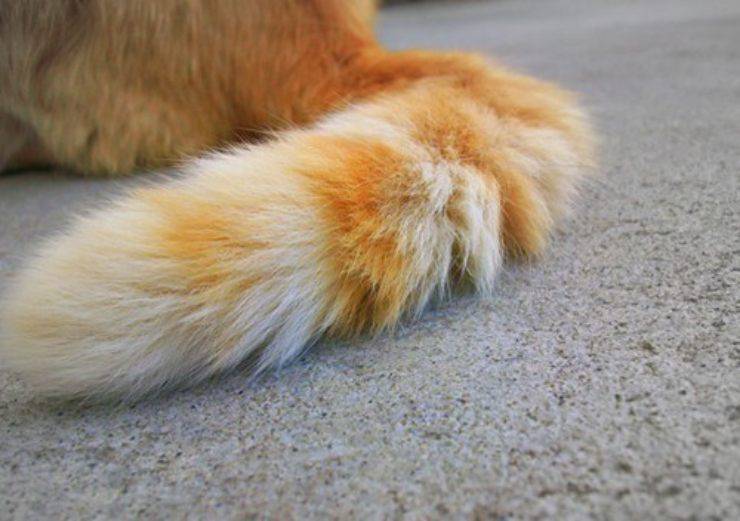 coda gatto