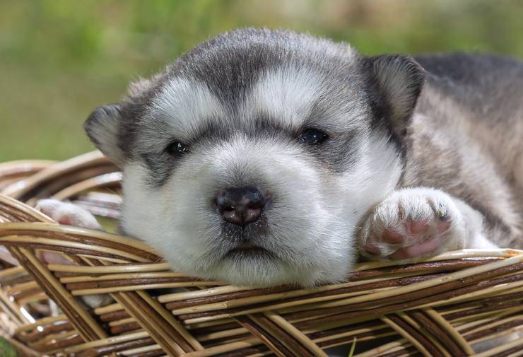 Adottare un cucciolo di Alaskan Malamute