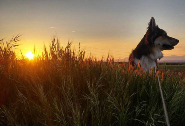 Come fa il cane a ritrovare la strada di casa