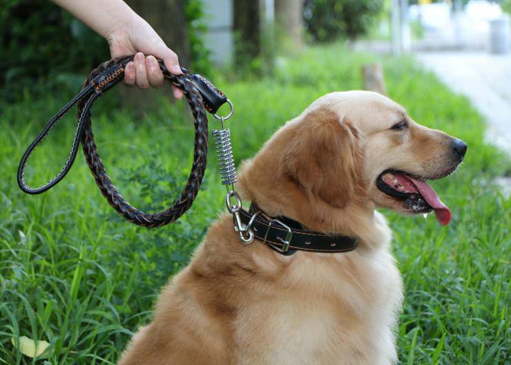 Scegliere il guinzaglio giusto per il cane