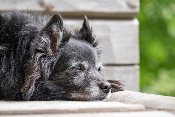 Addestrare un cane anziano