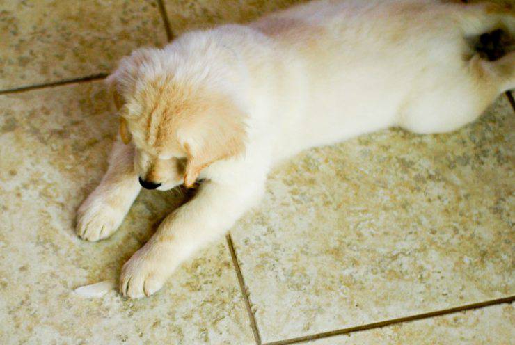 Cubetti di ghiaccio per il cane