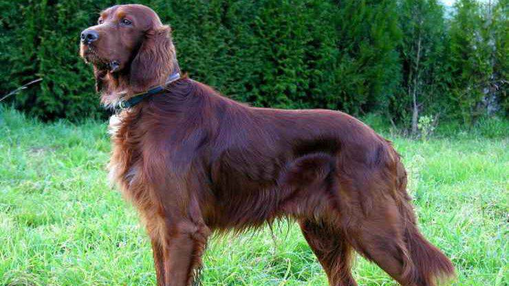 Setter Irlandese Setter irlandese rosso