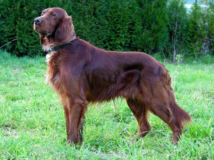 Setter irlandese rosso