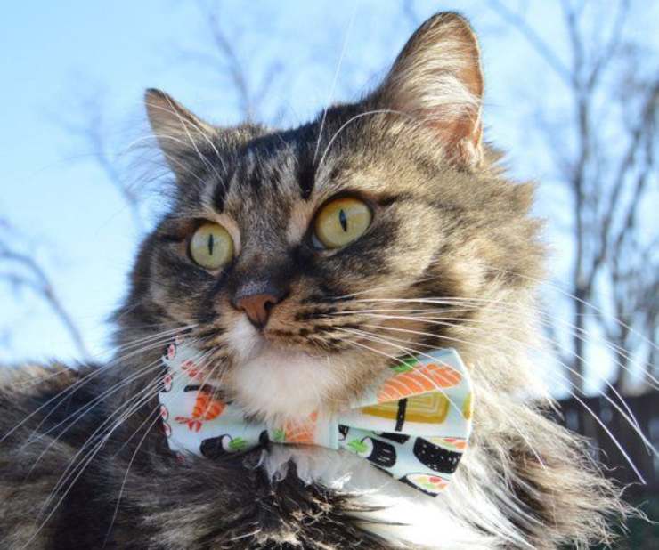 Il gatto può mangiare sushi?