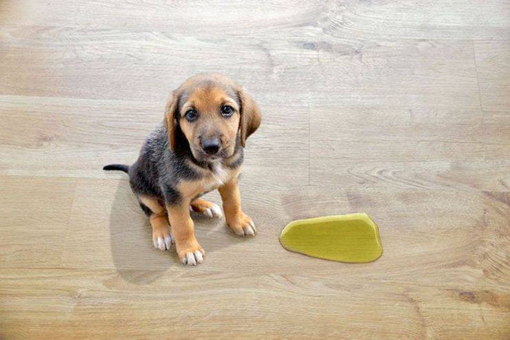 insegnare al cane a non fare i bisogni in posti non voluti