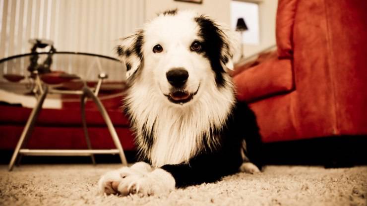 migliori razze cani vita in appartamento