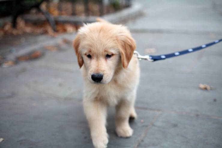 Come abituare il cucciolo al guinzaglio