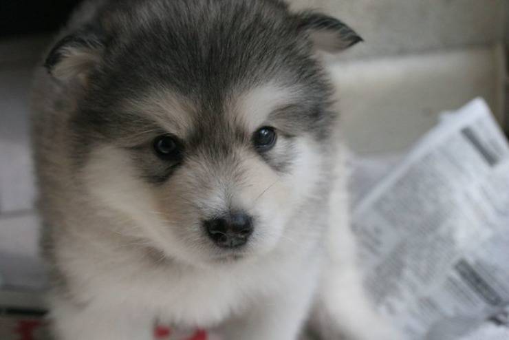 Adottare un cucciolo di Alaskan Malamute