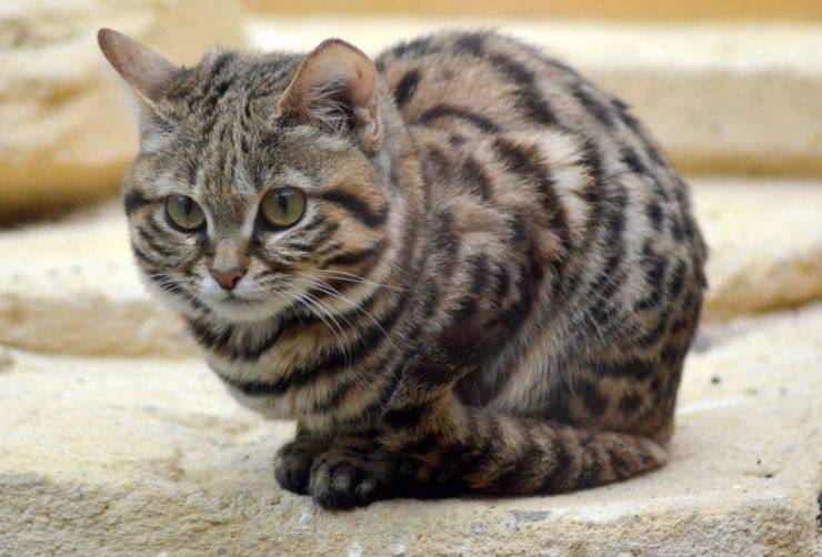 Gatto dai piedi neri, il più piccolo felino africano è davvero feroce