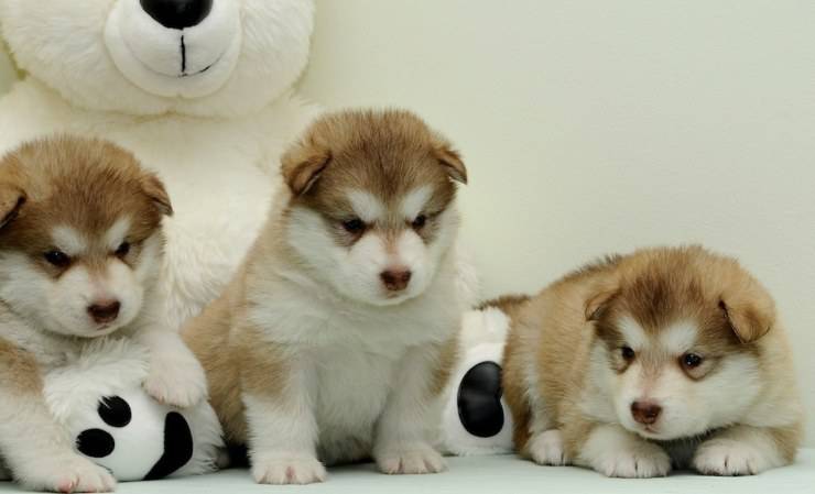Adottare un cucciolo di Alaskan Malamute