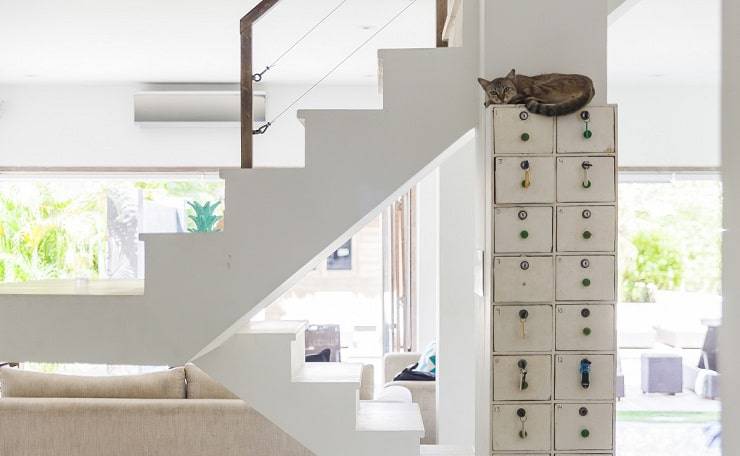 gatto ama dormire in alto