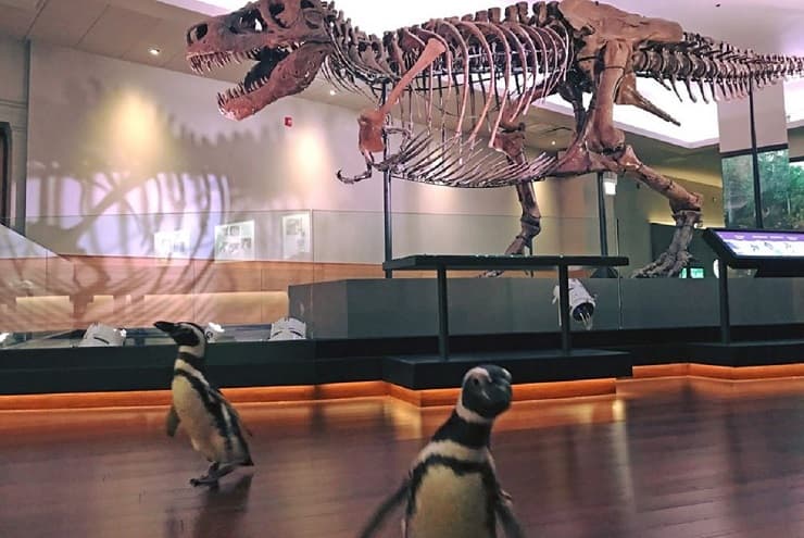 Pinguini in visita al museo