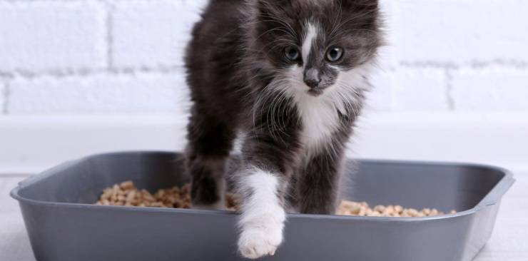 ridurre la puzza e lo sporco della lettiera per gatti