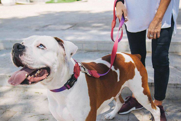Come abituare il cane al guinzaglio: addestrare Fido correttamente