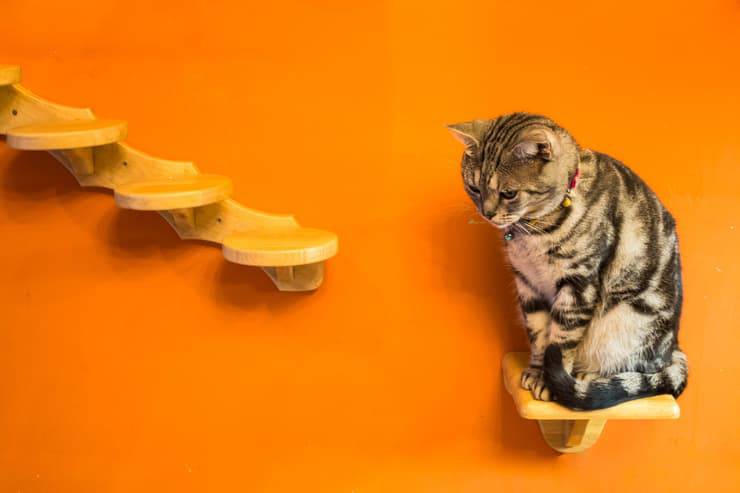 Mensole per il gatto (Foto Adobe Stock)