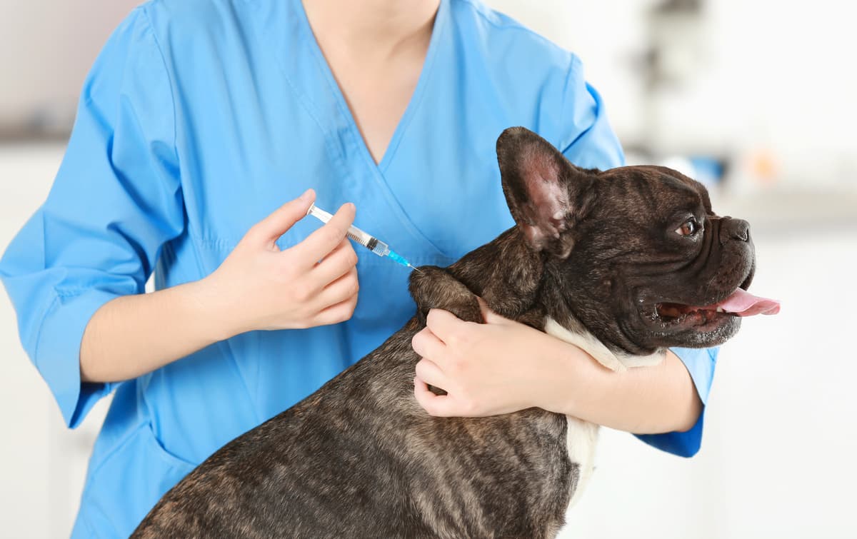 Come fare iniezione al cane (Foto Adobe Stock)