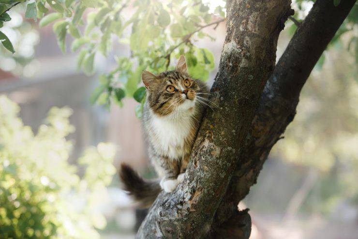 Dove si nasconde il gatto