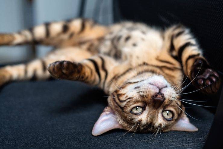 Gatto si gira su sé stesso