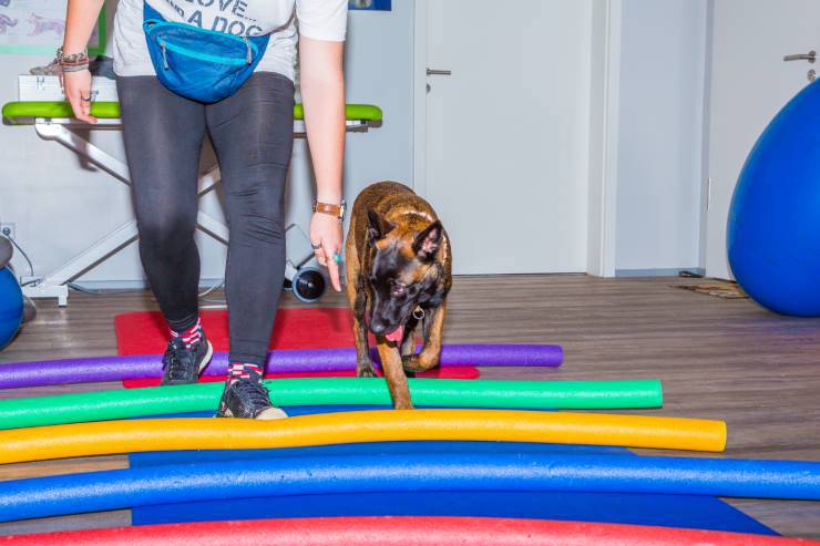 Cane in un percorso