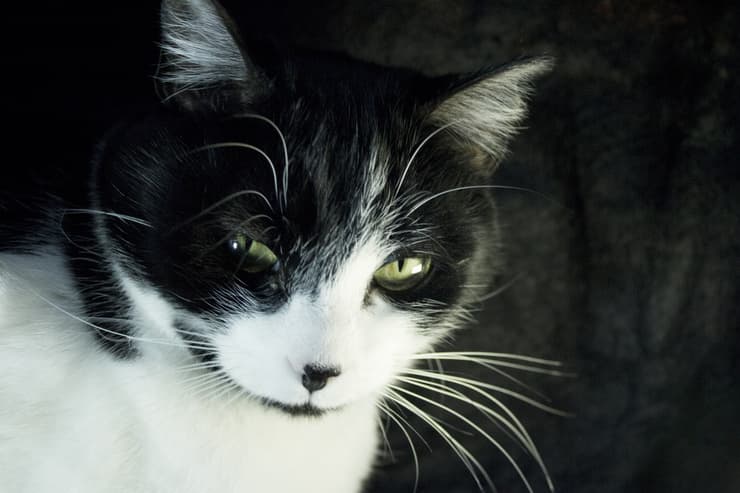 Gatto con Fiv (Foto Adobe Stock)