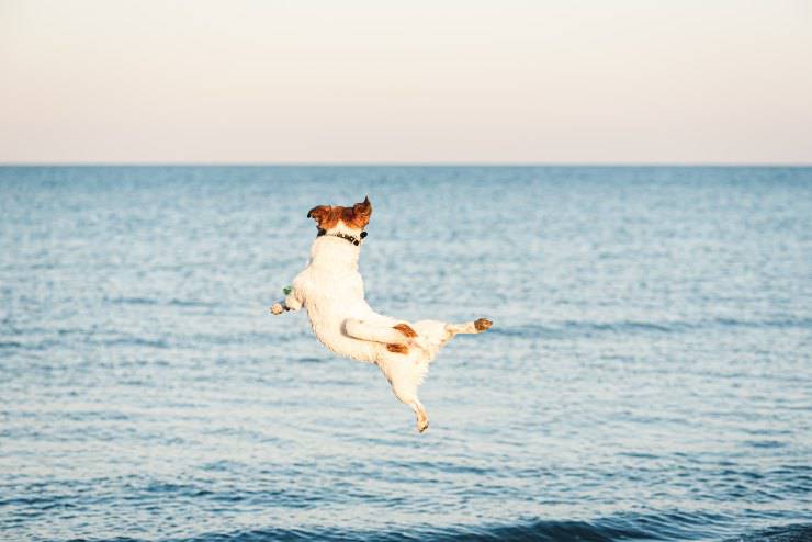 Jack Russell