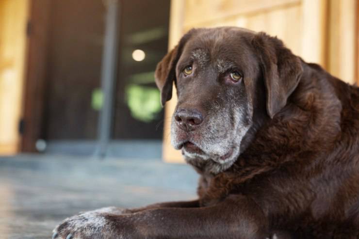La depressione da involuzione nel cane