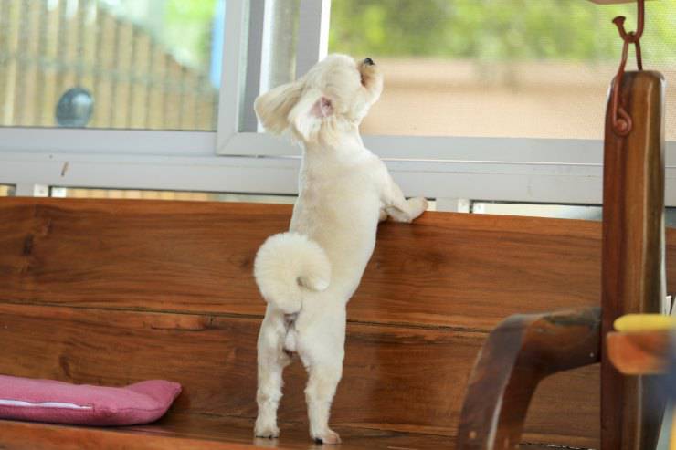 cane si stende