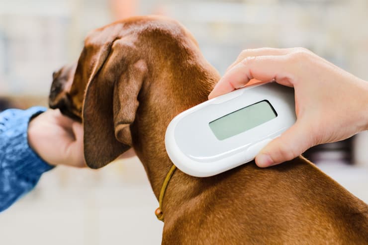 Lettore microchip cane (Foto Adobe Stock)