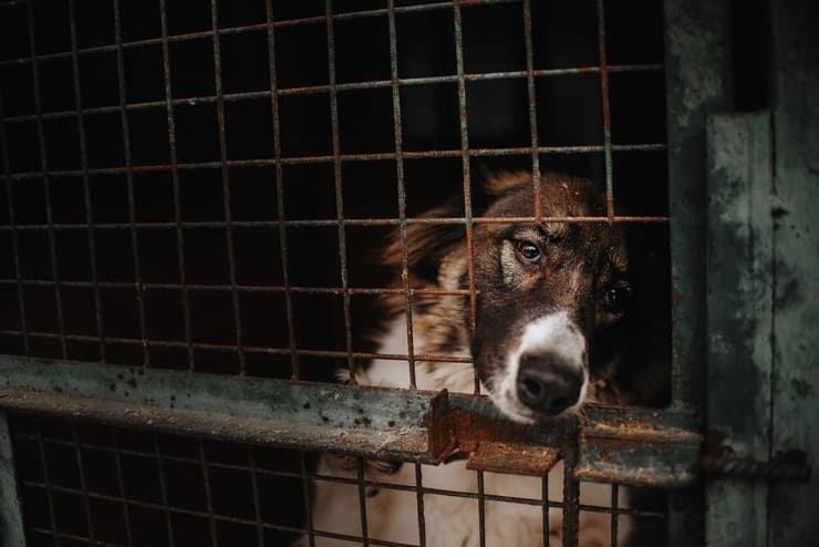 Perché adottare un cane adulto? (Foto Adobe Stock)