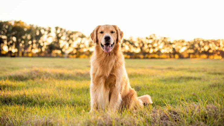 Golde Retriever sul prato Golden Retriever