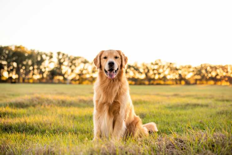 Il Golden Retriever sorridente (Foto Adobestock)